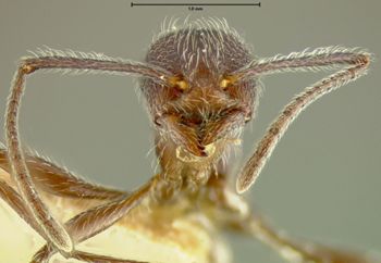 Media type: image;   Entomology 21007 Aspect: head frontal view